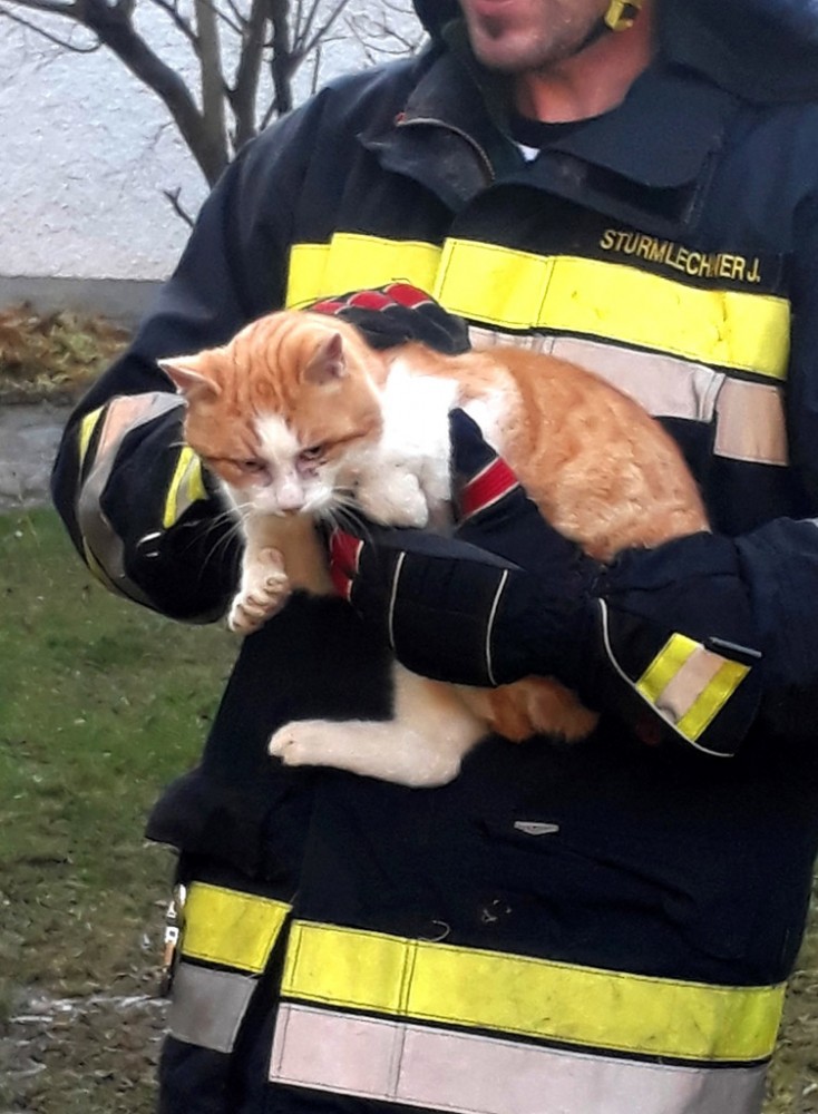 TECHNISCHER EINSATZ - TIERRETTUNG
